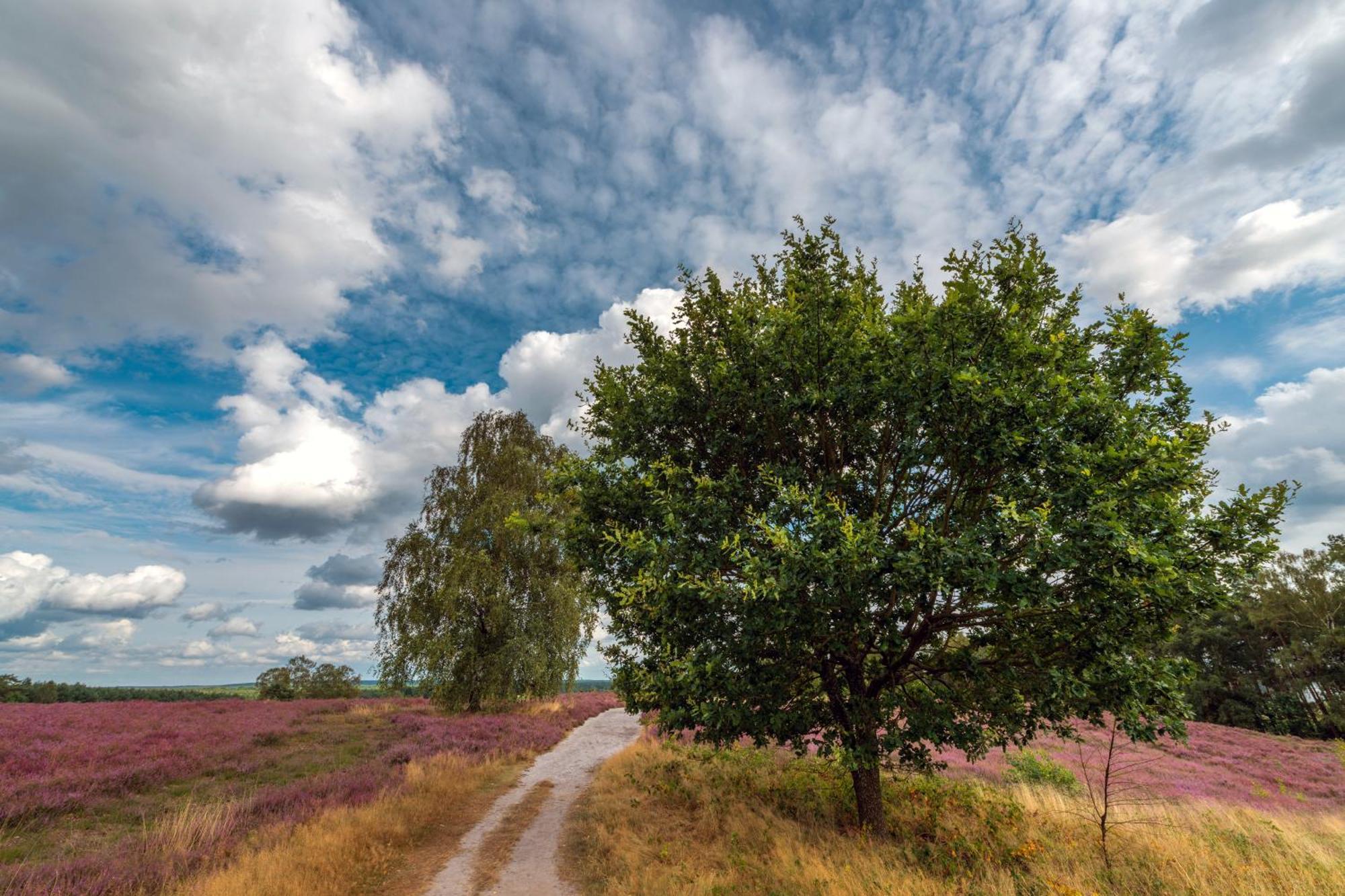 Wohnambiente Am See Fassberg ภายนอก รูปภาพ